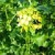 Profilbildo